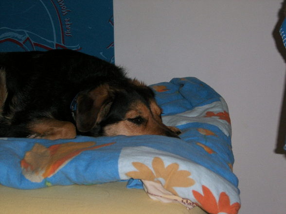 Mein Hund - 