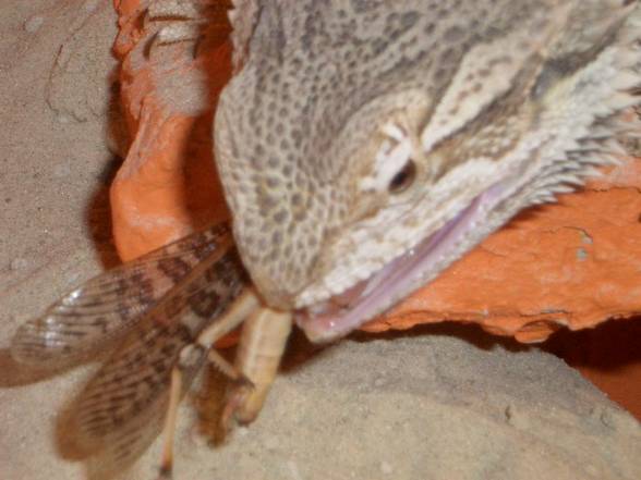 My Reptiles - 