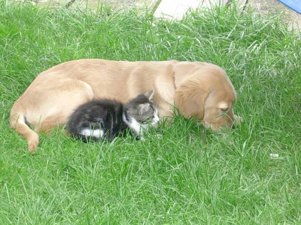 Meine Tierfriends va kla bis groß! - 