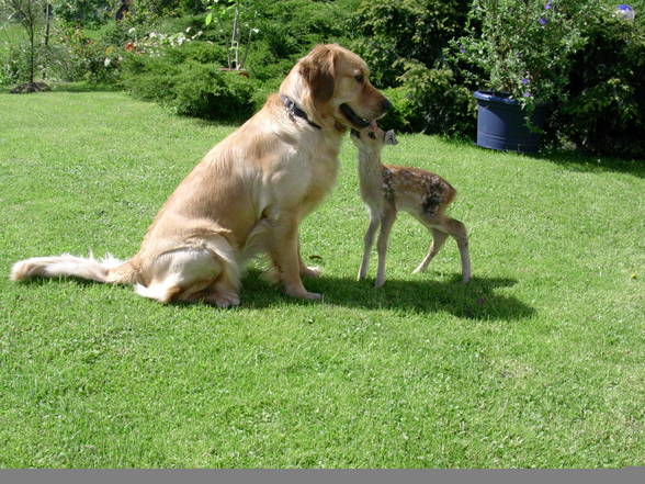 Meine Tierfriends va kla bis groß! - 