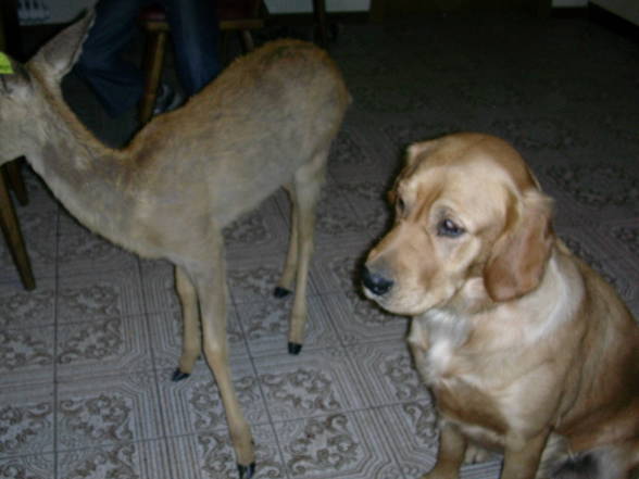 Meine Tierfriends va kla bis groß! - 