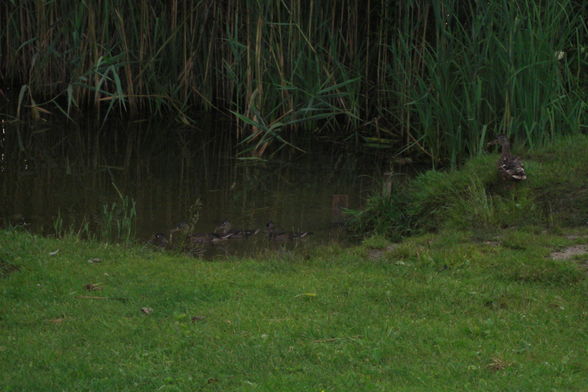 Praktikum am Hafnersee - 