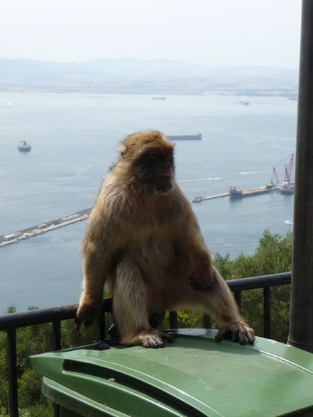 gibraltar 2009 - 