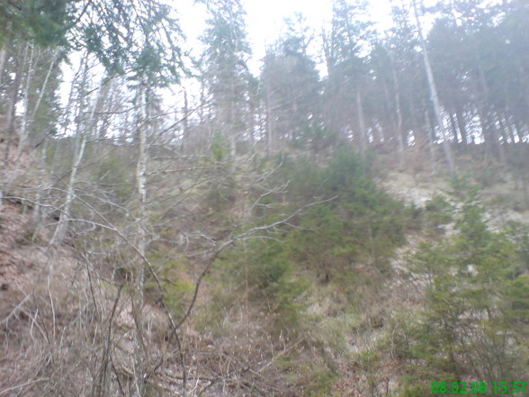 Forst, Holzmachen - 