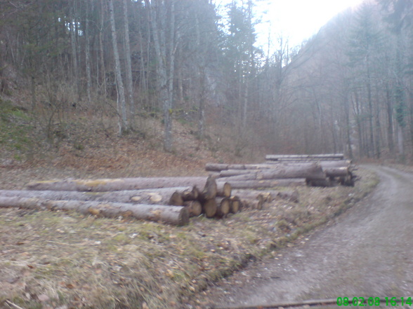 Forst, Holzmachen - 