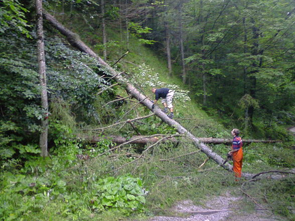 Lärchen schlägern im Tießenbach - 