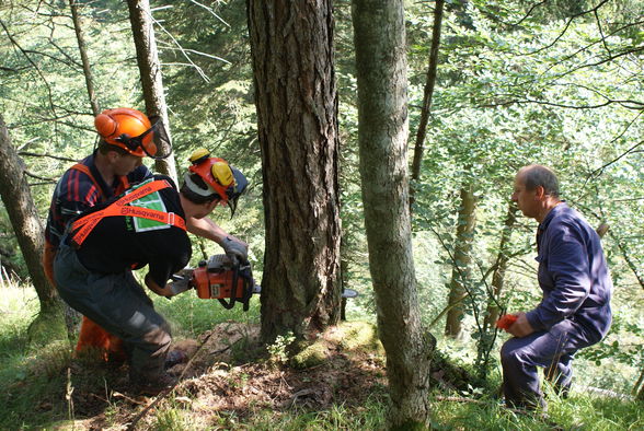 Lärchen schlägern im Tießenbach - 