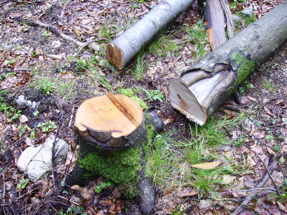 Meine Arbeit in Grünau beim Herzog - 