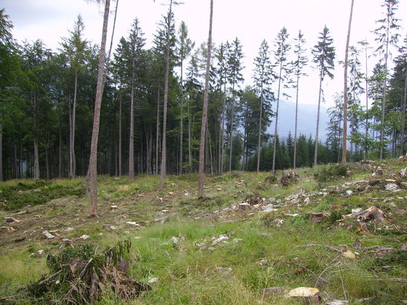 Meine Arbeit in Grünau beim Herzog - 