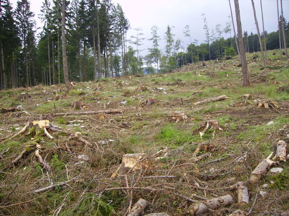 Meine Arbeit in Grünau beim Herzog - 