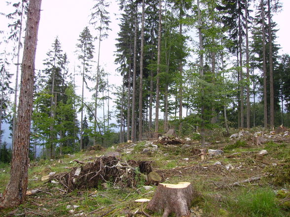 Meine Arbeit in Grünau beim Herzog - 