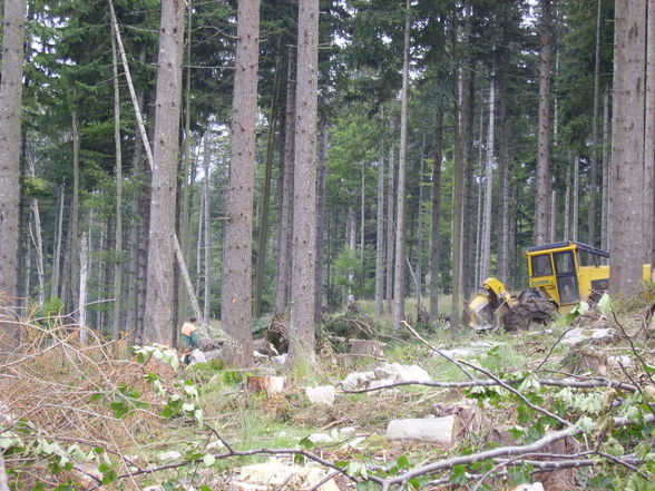 Meine Arbeit in Grünau beim Herzog - 