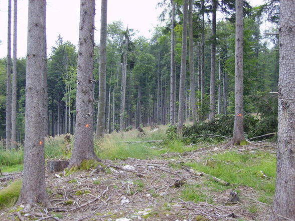 Meine Arbeit in Grünau beim Herzog - 