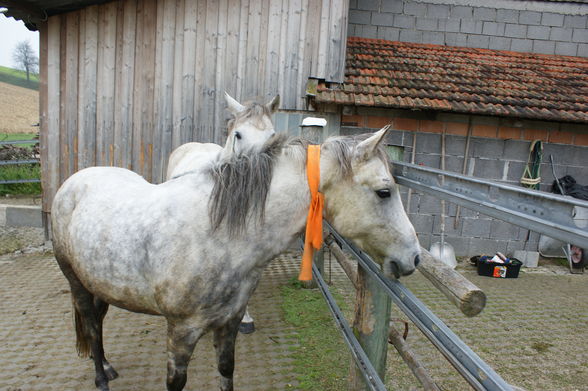 Hoppas beim Fotograf - 