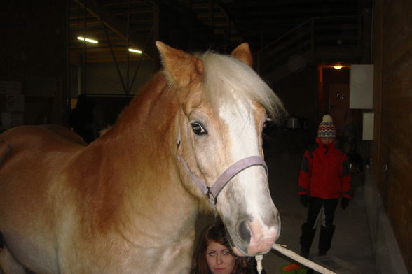 Pferdehof zur Welserheide - 