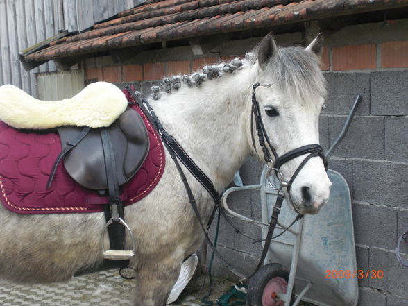 Pony´s im Frühling (= - 