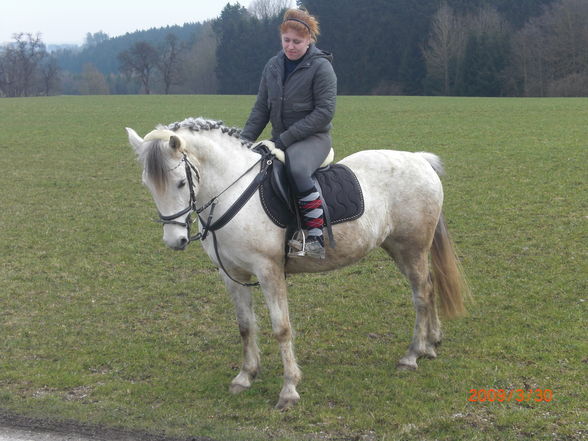 Pony´s im Frühling (= - 