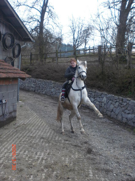 Pony´s im Frühling (= - 