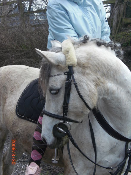 Pony´s im Frühling (= - 