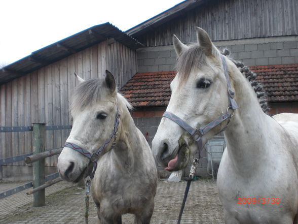 Pony´s im Frühling (= - 