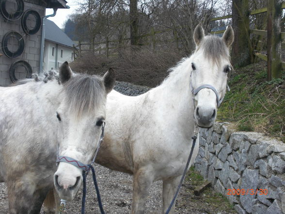 Pony´s im Frühling (= - 