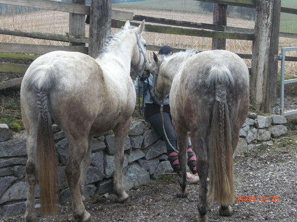 Pony´s im Frühling (= - 