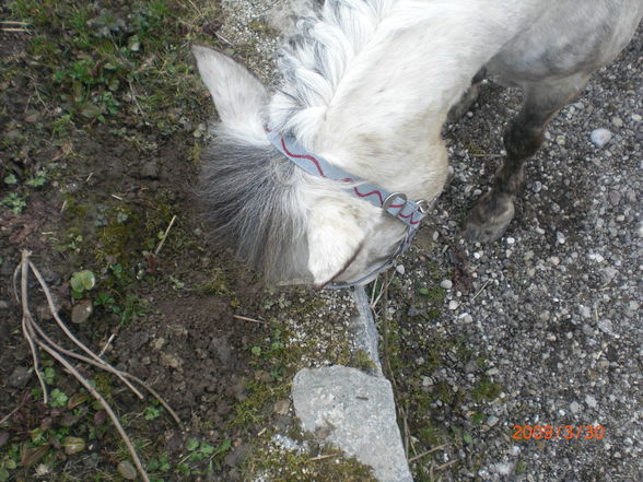 Pony´s im Frühling (= - 