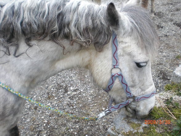 Pony´s im Frühling (= - 