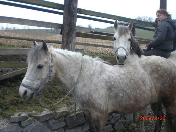 Pony´s im Frühling (= - 