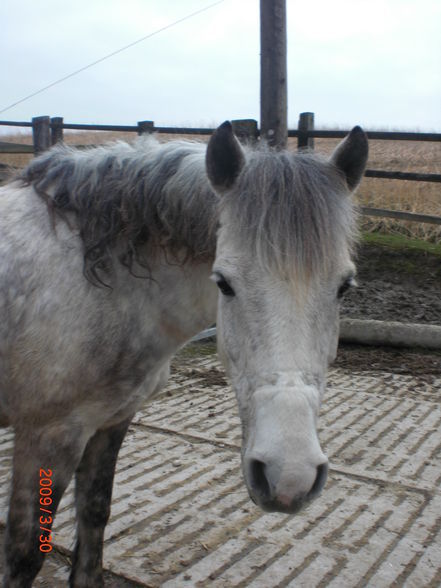 Pony´s im Frühling (= - 