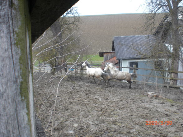 Pony´s im Frühling (= - 