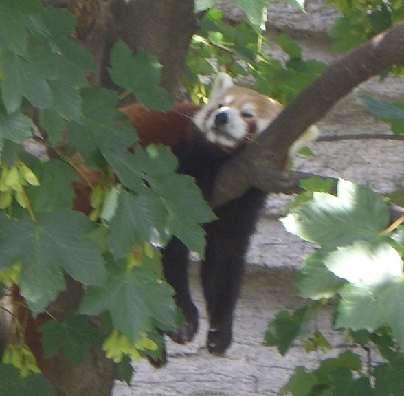 Schönbrunn - 