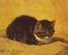 Katzenbilder - 