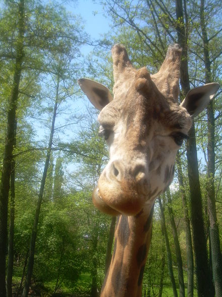 Tierpark Schmieding - 