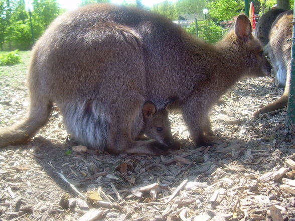 Tierpark Schmieding - 