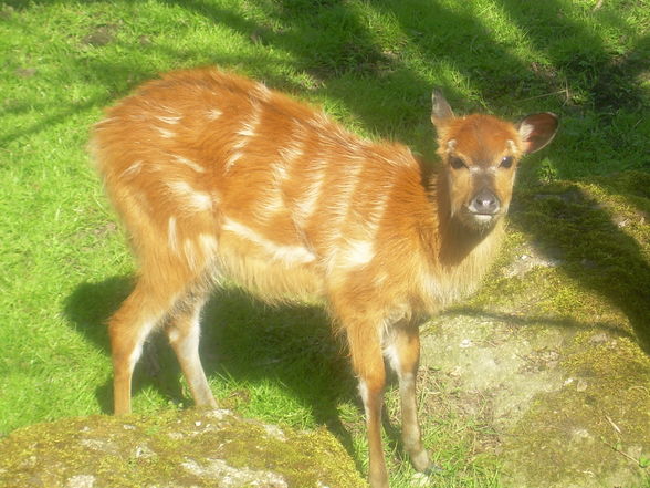 Tierpark Schmieding - 