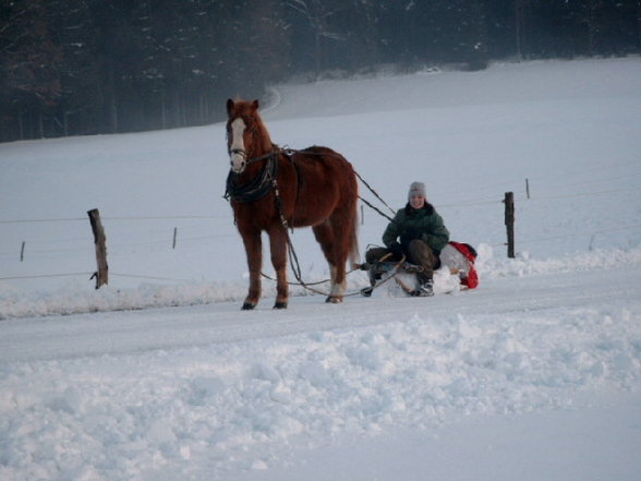 mein pony - 