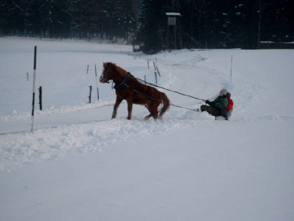 mein pony - 