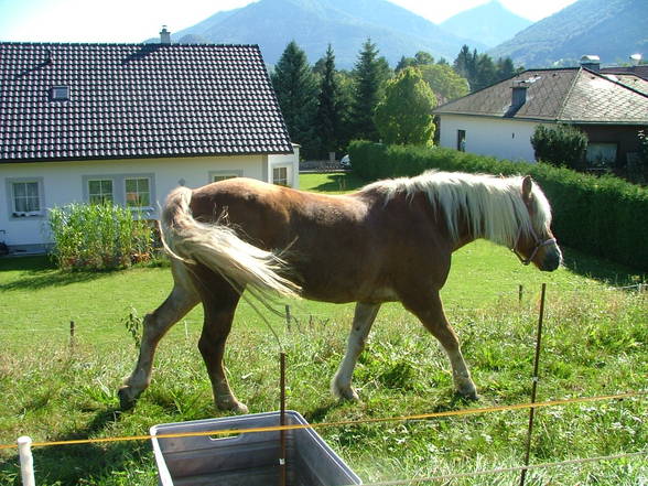 meine Schnukis - 