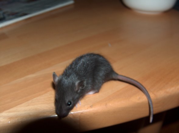 Meine Ratten ois Baby´s - 