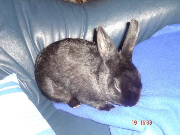 Mein Hase (RUFUS) - 