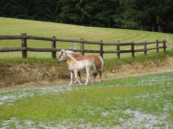 Haflinger - 