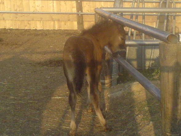 Isihof <3 - 