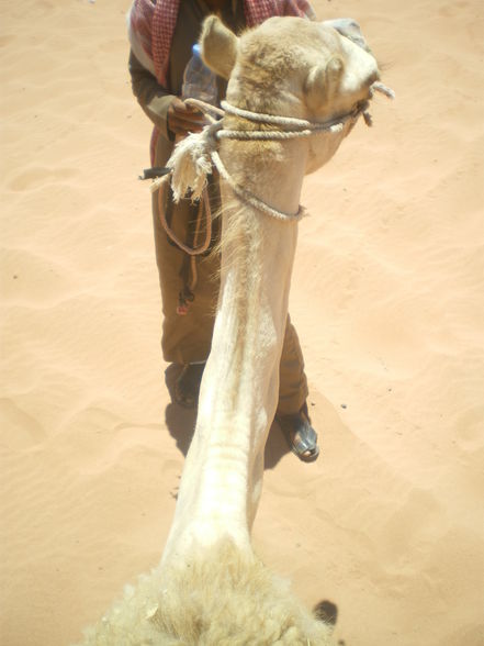 Camel- riding in Rum  - 