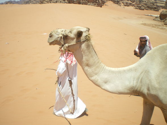 Camel- riding in Rum  - 