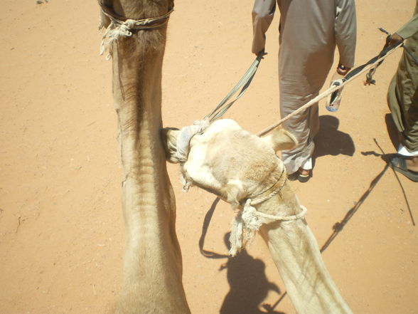 Camel- riding in Rum  - 