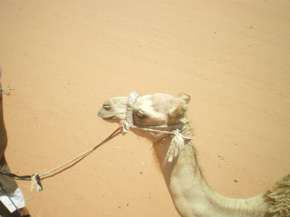 Camel- riding in Rum  - 