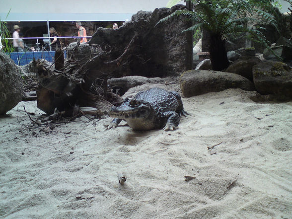 Zoo Schmieding 27.07.08 - 