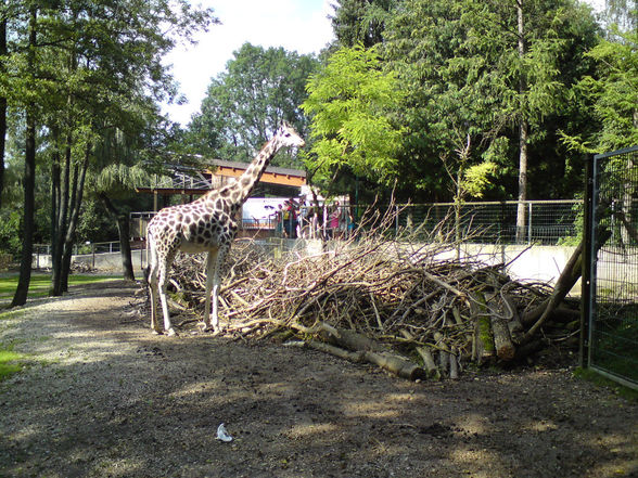 Zoo Schmieding 27.07.08 - 