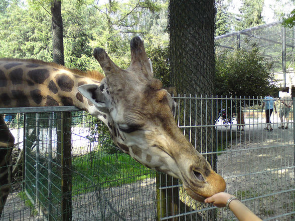 Zoo Schmieding 27.07.08 - 